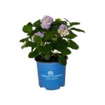 1 Gallon The Original Endless Summer Hydrangea Live Plant