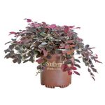 2.5 Quart Purple Pixie Loropetalum Live Plant