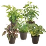 5 Piece Costa Farms Live Air Cleaning Foliage Mix Low Maintenance Plant in Plastic Nursery Pot
