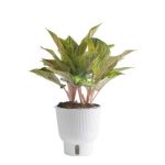 Aglaonema Plant in Planter