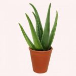 American Plant Exchange Aloe Vera Succulent, Medicinal Live Plant, 6-Inch Pot, Indoor or Outdoor Use