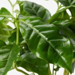 American Plant Exchange Arabica Coffee Plant, 6-Inch Pot, Live Fruiting Houseplant, Deep Green Foliage