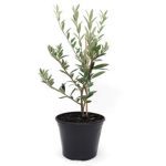American Plant Exchange Arbequina Olive Tree, 5-Inch Pot, Self-Pollinating Plant