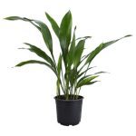 American Plant Exchange Cast Iron Plant, Large Live Houseplant, 10-Inch Pot, Easy Care, Thrives on Neglect, Indoor & Outdoor Use