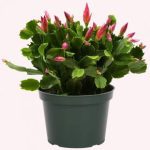 American Plant Exchange Christmas Cactus, Live Flowering Plant, 6-Inch Pot, Easy Care Houseplant