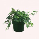 American Plant Exchange English Ivy Green, Live Plant, Medium Leaf, 6-Inch Pot, Vining Houseplant