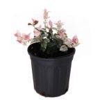 American Plant Exchange Jasmine Snow & Summer, Vibrant Live Plant, 6-Inch Pot, Pink and White Vining Foliage