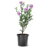 American Plant Exchange Live Flowering Hibiscus Althea Tree, Assorted Colors, 3-Gallon Pot