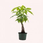 American Plant Exchange Live Money Tree Bonsai Plant, 4-Inch Pot, Perfect for Home & Office