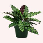 American Plant Exchange Live Prayer Plant Plant in Plastic Nursery Pot