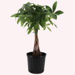 American Plant Exchange Money Tree, 10-Inch Pot, Large Indoor Houseplant, Perfect for Home & Office