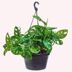 American Plant Exchange Monstera Adansonii Swiss Cheese Hanging Basket Live Plant, 2 Gallon Pot