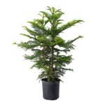 American Plant Exchange Norfolk Island Pine Tree, Large 10-Inch Pot, Tropical Evergreen