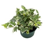 American Plant Exchange Variegated English Ivy, Vining Live Plant, 6-Inch Pot, Air-Purifying Houseplant