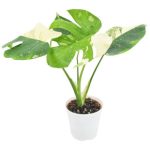 Arcadia Garden Products Monstera Live Plant