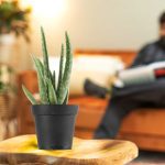 Costa Farms Live Aloe Plant in Plastic Nursery Pot
