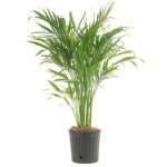 Costa Farms Live Cat Palm Plant in Plastic Nursery Pot
