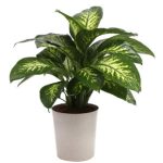 Costa Farms Live Foliage Plant in Plastic Planter