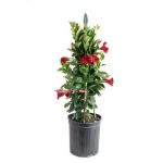 Costa Farms Live Mandevilla Tepee Plant in Plastic Nursery Pot