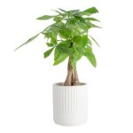 Costa Farms Live Money Tree (Pachira Aquatica) (Jade Plant) Plant in Ceramic Planter