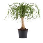 Costa Farms Live Ponytail Palm Plant in Plastic Nursery Pot