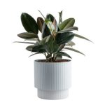Costa Farms Live Rubber Burgundy Plant in Plastic Decorative Vase