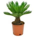 Costa Farms Live Sago Palm Plant in Plastic Nursery Pot