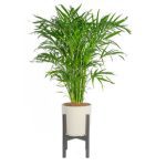 Costa Farms Noah Live Chamaedorea Cataractarum Plant in Plastic Planter