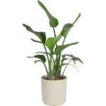 Costa Farms Noah Live Strelitzia Nicolai Plant in Planter