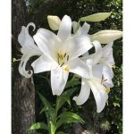 Giant Tree Lily "Pretty Lady" Flowers - 3 Bulbs - Attracts Butterflies, Bees & Hummingbirds (Set of 3)