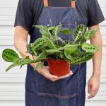 House Plant Shop Live Foliage Plant