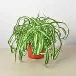 House Plant Shop Live Foliage Plant