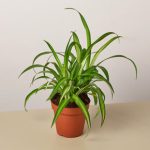 House Plant Shop Live Foliage Plant