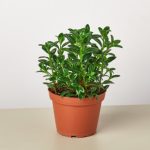 House Plant Shop Live Foliage Plant