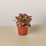 House Plant Shop Live Foliage Plant