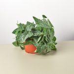 House Plant Shop Live Foliage Plant