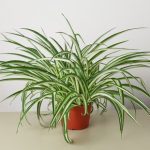 House Plant Shop Live Foliage Plant