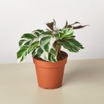 House Plant Shop Live Foliage Plant