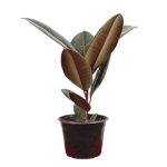 Live Burgundy Rubber Plant
