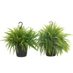 Live Indoor 2-pack Boston Fern Plant in a 10-inch Diameter Grower's Hanging Pot (Set of 2)