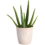 Live Indoor Aloe Vera Succulent Plant in 4-inch Diameter Decorative pot