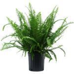 Live Indoor Kimberly Queen Fern Plant in 10-inch Diameter Grower's Pot