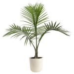 Live Indoor Majesty Palm Plant in 10-inch Diameter Decorative Pot