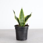 Live Laurentii Snake Plant