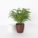 Live Norfolk Island Pine Plant In Classic Pot