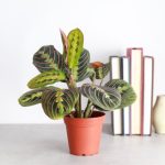 Live Red Prayer Plant