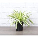 Live Spider Plant