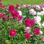 Mixed Colorful Peonies Flowers - 4 Bulbs - Attracts Butterflies, Bees & Hummingbirds (Set of 4)