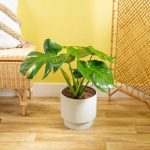 Monstera Deliciosa Plant in Basket