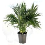 Primrue Butcher Live Plant in Plastic Nursery Pot